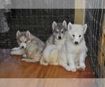 Small Photo #15 Siberian Husky Puppy For Sale in DINWIDDIE, VA, USA
