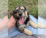 Small #6 Aussiedoodle