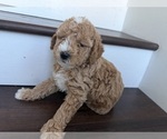 Puppy Puppy 2 Mochi Labradoodle