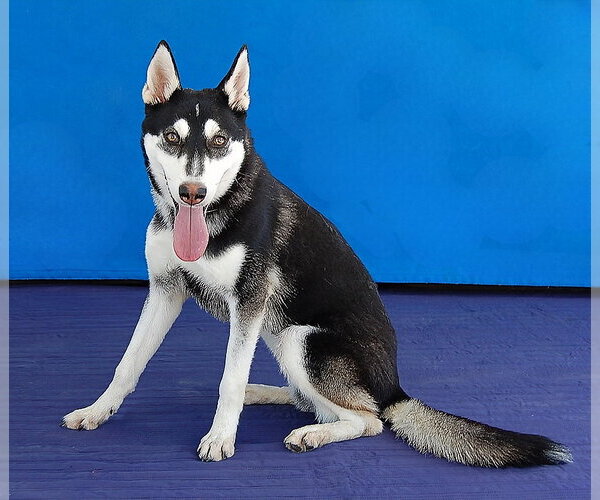 Medium Photo #2 Siberian Husky Puppy For Sale in Pasadena, CA, USA
