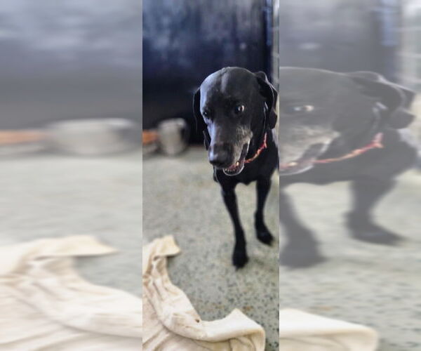 Medium Photo #2 Labrador Retriever-Unknown Mix Puppy For Sale in Osgood, IN, USA