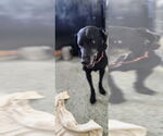 Small #1 Labrador Retriever Mix