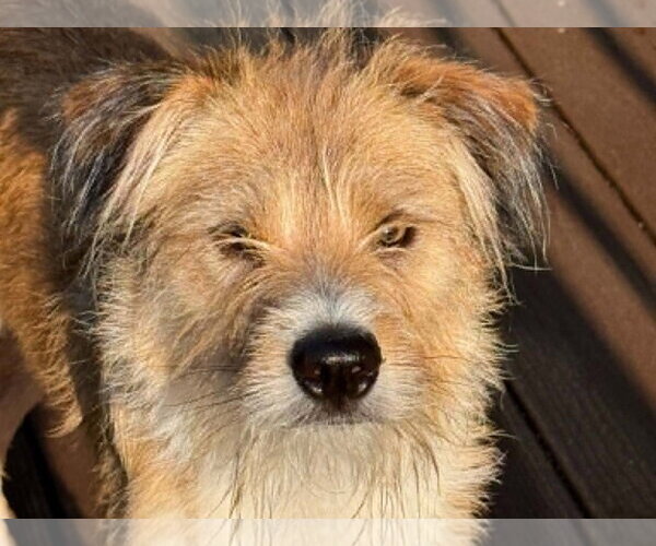 Medium Photo #7 Parson Russell Terrier-Poodle (Miniature) Mix Puppy For Sale in Cookeville, TN, USA