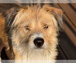 Small #6 Parson Russell Terrier-Poodle (Miniature) Mix