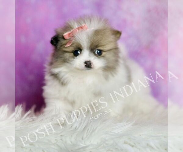 Medium Photo #5 Pomeranian Puppy For Sale in WARSAW, IN, USA