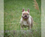 Small Photo #1 French Bulldog Puppy For Sale in Kiskoros, Bacs-Kiskun, Hungary