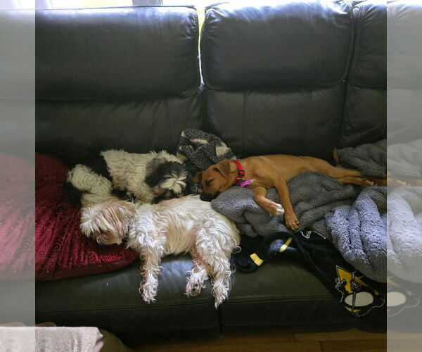 Medium Photo #11 Mutt Puppy For Sale in Fargo, ND, USA