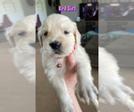 Small Photo #1 English Cream Golden Retriever Puppy For Sale in PILOT MOUNTAIN, NC, USA