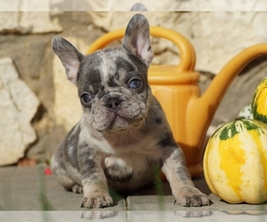 French Bulldog Puppy for sale in BOSTON, MA, USA