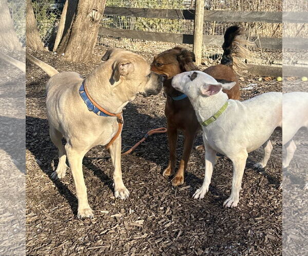 Medium Photo #3 Mastiff-Unknown Mix Puppy For Sale in Techny, IL, USA