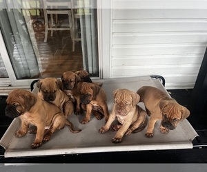 Dogue de Bordeaux-Muscle Mastiff Mix Puppy for sale in COOKEVILLE, TN, USA