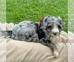 Small #2 Bernedoodle (Miniature)