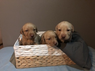 Labrador Retriever Puppy for sale in BELLEFONTAINE, OH, USA