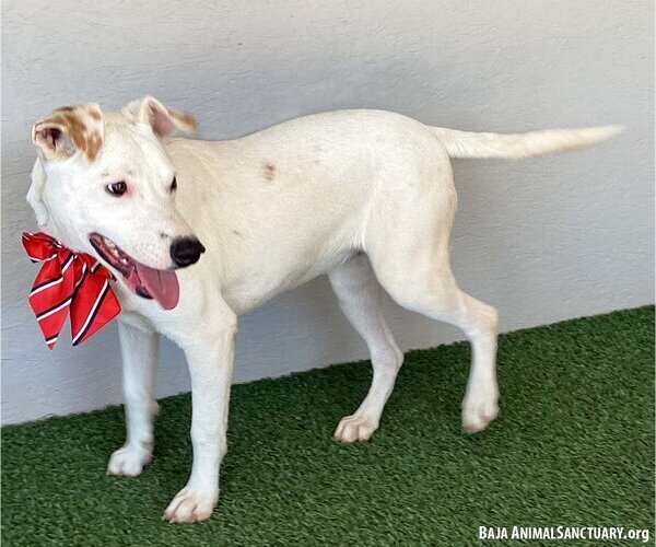 Medium Photo #4 American Staffordshire Terrier-Labrador Retriever Mix Puppy For Sale in San Diego, CA, USA