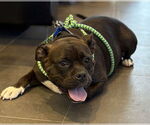 Small #3 Bulldog Mix