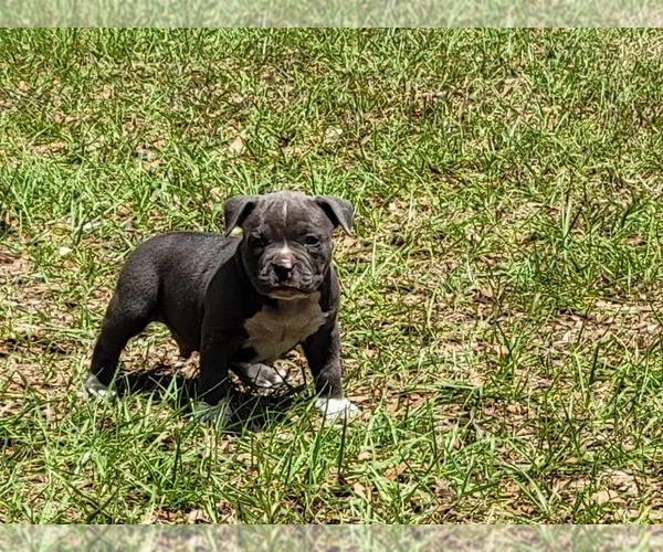 Medium Photo #5 American Bully Puppy For Sale in TRENTON, FL, USA