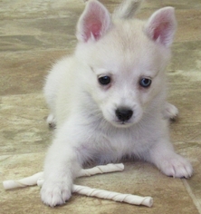 Alaskan Klee Kai Puppy for sale in SEBRING, FL, USA