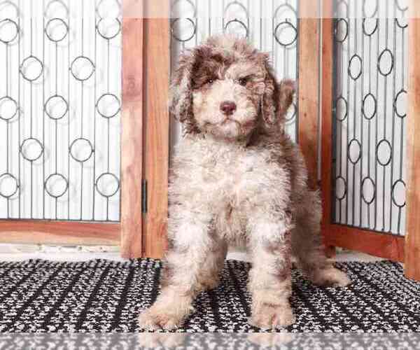 Medium Photo #1 Poodle (Standard) Puppy For Sale in NAPLES, FL, USA