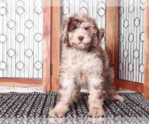 Poodle (Standard) Puppy for sale in NAPLES, FL, USA