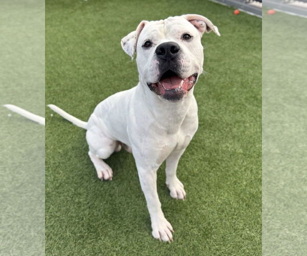 Medium Photo #1 Argentinian Mastiff-Unknown Mix Puppy For Sale in Goodyear, AZ, USA