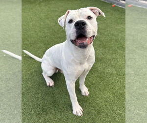 Argentinian Mastiff-Unknown Mix Dogs for adoption in Goodyear, AZ, USA