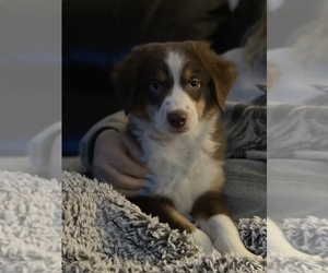 Australian Shepherd Puppy for sale in VACAVILLE, CA, USA