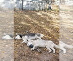 Small #3 Siberian Husky