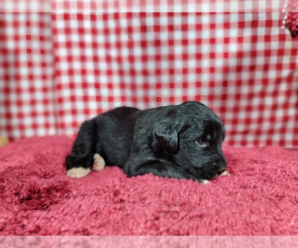 Medium Photo #72 Golden Mountain Dog Puppy For Sale in BLACK FOREST, CO, USA