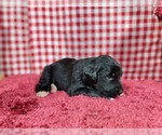 Small Photo #72 Golden Mountain Dog Puppy For Sale in BLACK FOREST, CO, USA