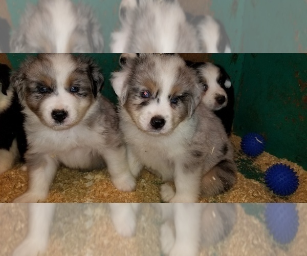 Medium Photo #1 Australian Shepherd Puppy For Sale in DUVALL, WA, USA