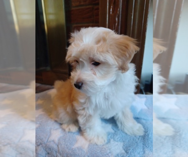 Medium Photo #3 Havapoo Puppy For Sale in LOUISVILLE, KY, USA