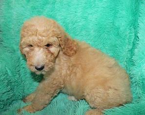 Poodle (Standard) Puppy for sale in OCOEE, FL, USA