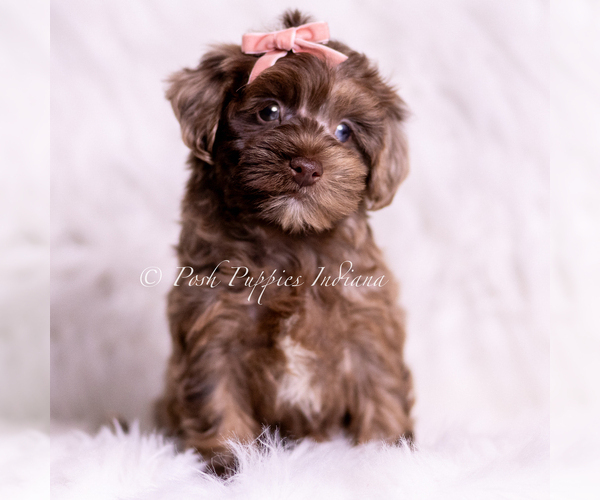 Medium Photo #1 Yorkipoo Puppy For Sale in WARSAW, IN, USA