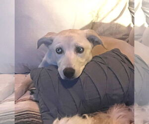 Labrador Retriever-Unknown Mix Dogs for adoption in Winter Park, CO, USA