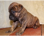 Small Photo #10 Bullmastiff Puppy For Sale in VERONA, MO, USA