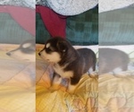 Small Photo #4 Alaskan Malamute Puppy For Sale in PINE VILLAGE, IN, USA