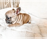 Small #4 French Bulldog