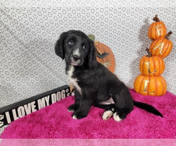Medium Photo #12 Golden Mountain Dog Puppy For Sale in BLACK FOREST, CO, USA