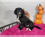 Small #10 Golden Mountain Dog