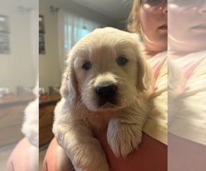 Medium English Cream Golden Retriever