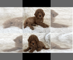 Small Photo #1 Goldendoodle mix (+ Poodle Standard) Puppy For Sale in CLEVELAND, OH, USA