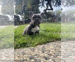 Small Photo #9 French Bulldog Puppy For Sale in MODESTO, CA, USA
