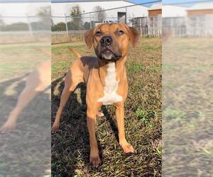 Labrador Retriever Dogs for adoption in Rosenberg, TX, USA