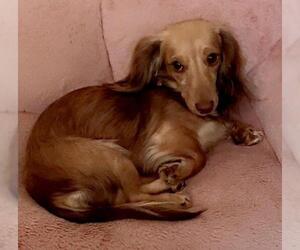 Dachshund Dogs for adoption in Los Angeles, CA, USA