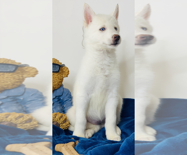 Medium Photo #6 Siberian Husky Puppy For Sale in HESPERIA, CA, USA