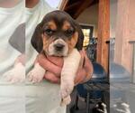 Small #7 Beagle