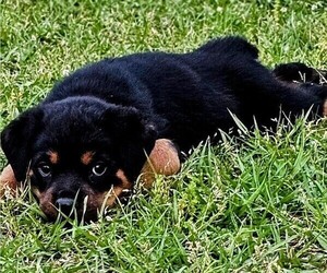 Rottweiler Puppy for Sale in PELHAM, Georgia USA
