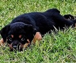 Small Photo #1 Rottweiler Puppy For Sale in PELHAM, GA, USA