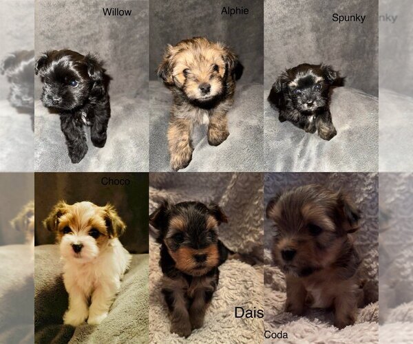 Medium Photo #1 Morkie-Yorkshire Terrier Mix Puppy For Sale in CENTENNIAL, CO, USA