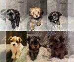 Small Photo #1 Morkie-Yorkshire Terrier Mix Puppy For Sale in CENTENNIAL, CO, USA